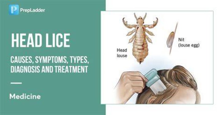 Are adults less likely to get lice?