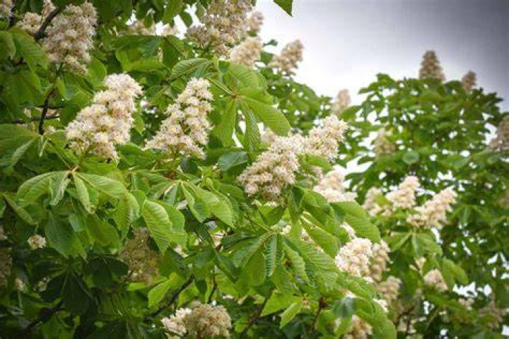 Are all Haflingers chestnut?