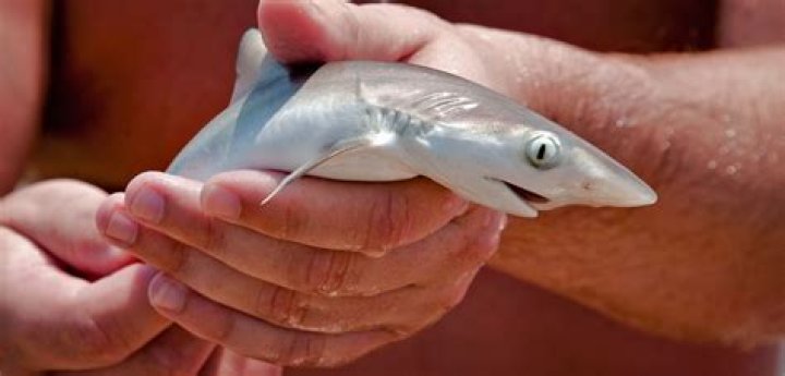 Are baby shark real?