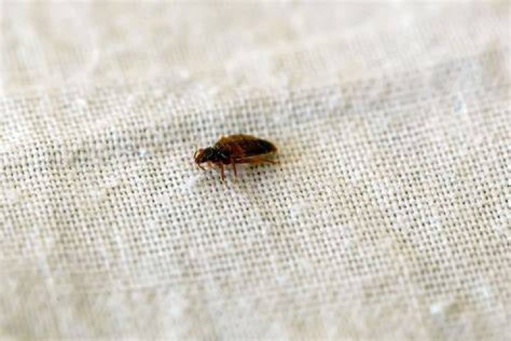 Are bed bugs found in dirty homes?