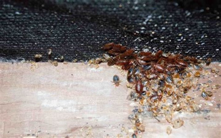 Are bed bugs hard to smash?