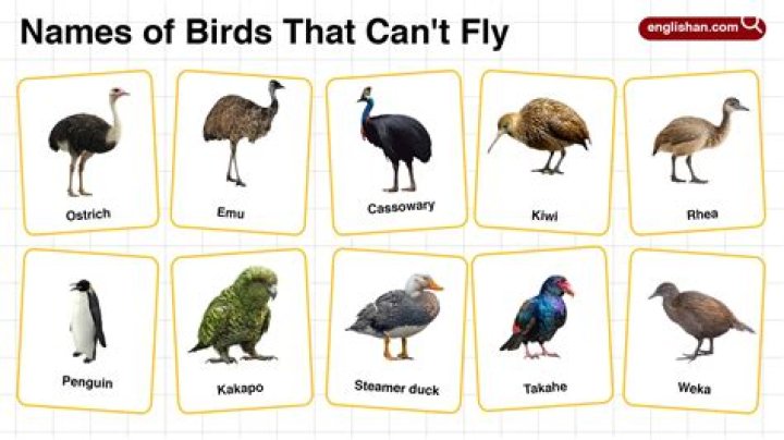 Are birds God's messengers?