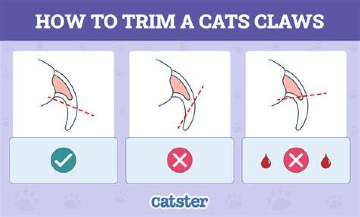 Are cat claws dirty?
