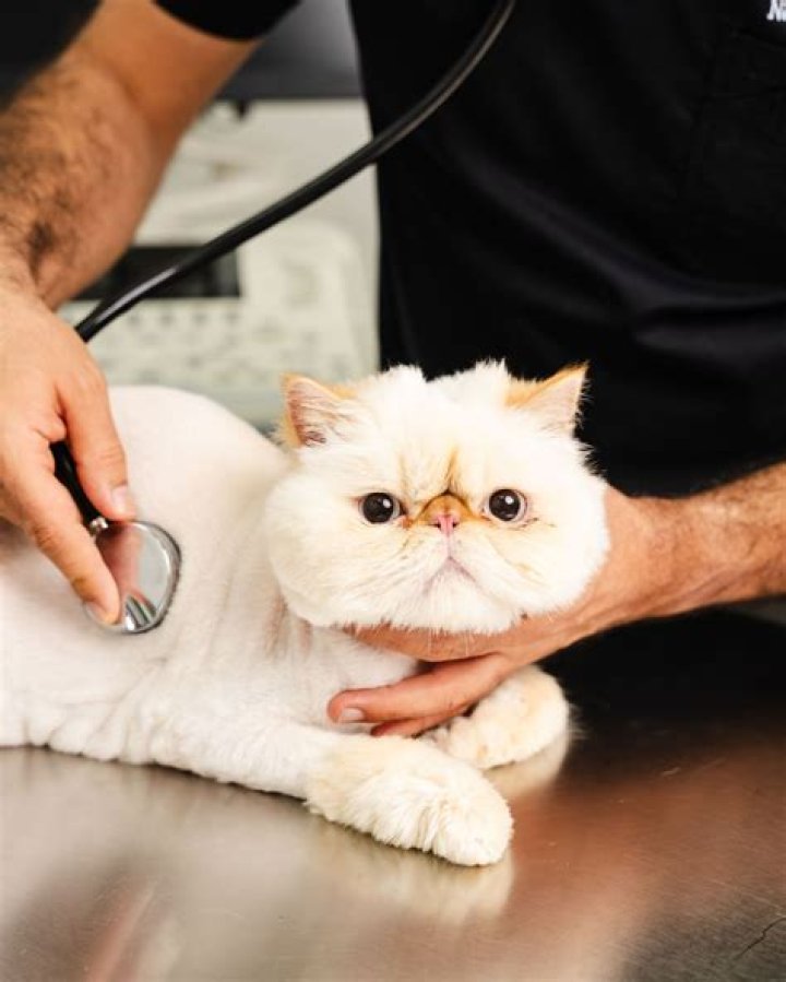 Are cats protective of pregnant owner?