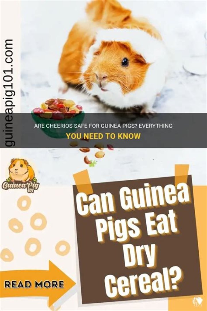 Are Cheerios safe for guinea pigs?