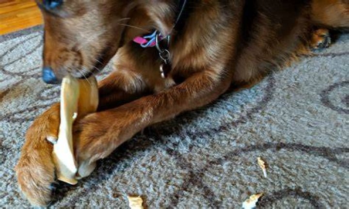 Are cow ears good for dogs?