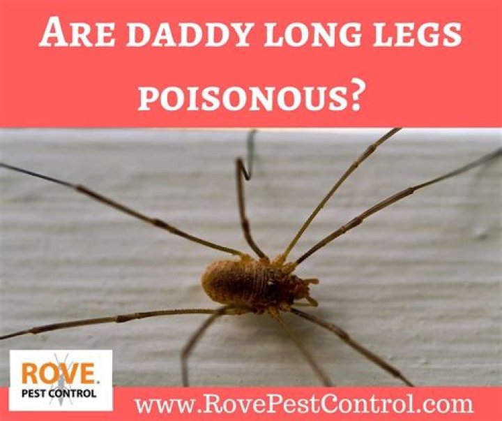 Are Daddy Long Legs more poisonous than black widows?