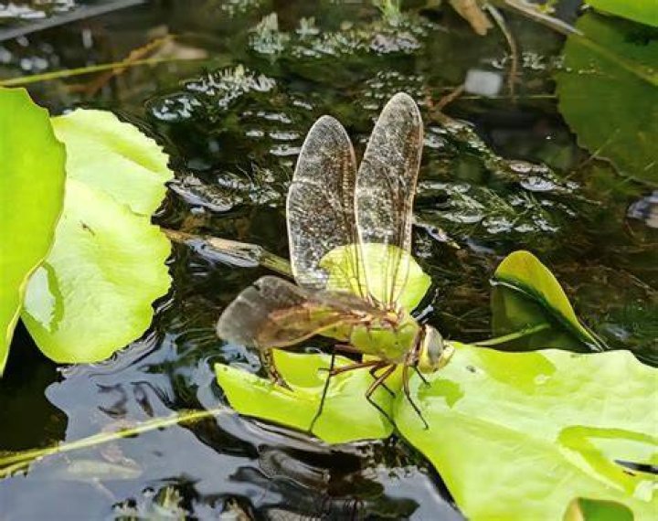 Are dragonflies good for your pond?