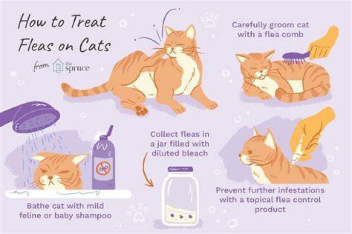 Are fleas impossible to get rid of?
