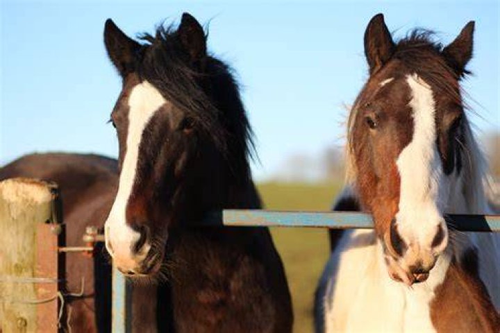 Are horses jealous?