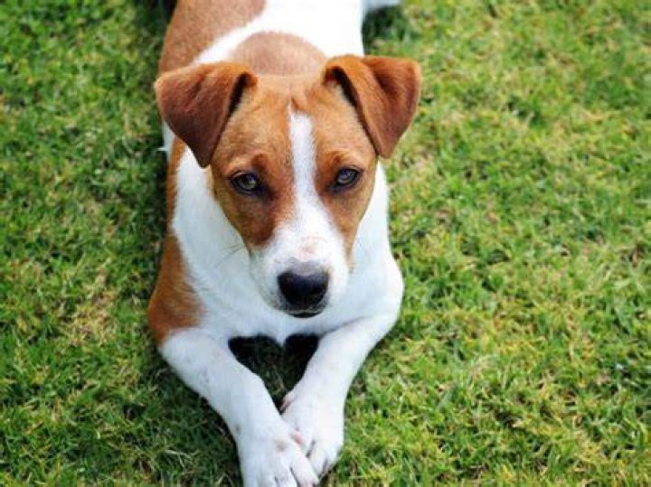 Are Jack Russells clingy dogs?
