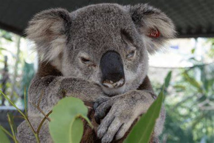 Are koalas constantly stoned?
