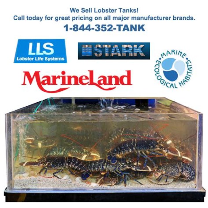 Are lobster tanks cruel?