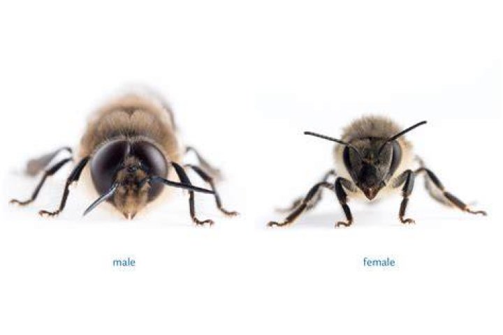 Are male bees useless?