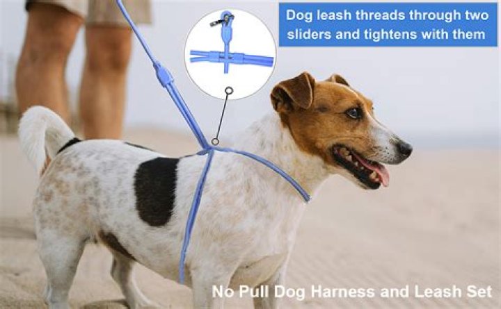 Are neck leashes bad for dogs?