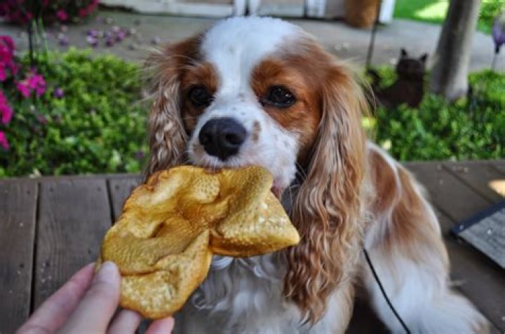 Are pig snouts safe for dogs?
