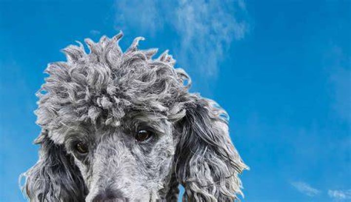 Are poodles stubborn dogs?