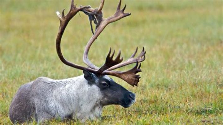 Are reindeers real?