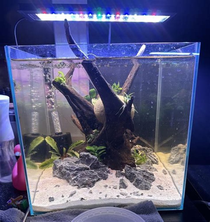 Are small fish tanks cruel?