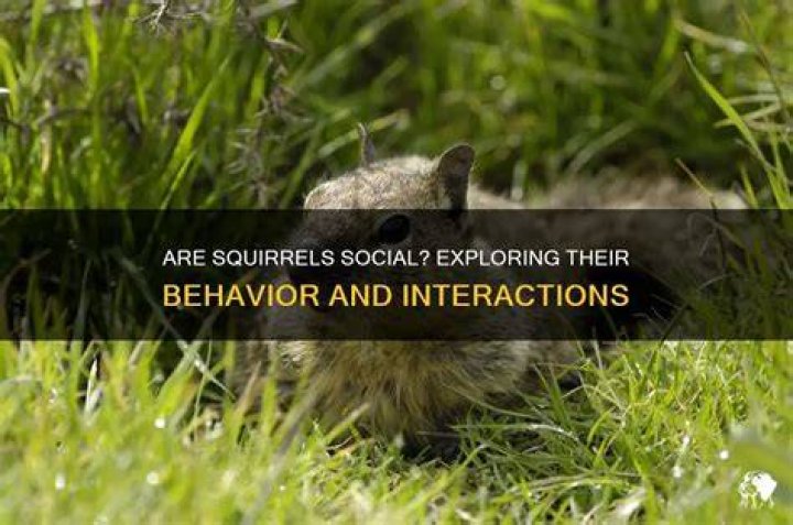 Are squirrels social?