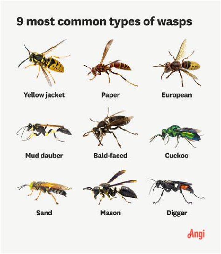 Are wasp afraid of humans?
