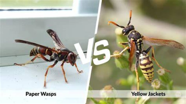 Are wasps aggressive?