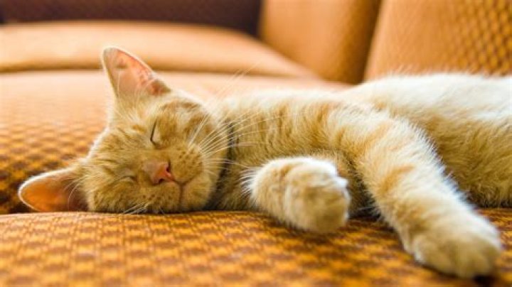 Can a cat fall in love with a human?
