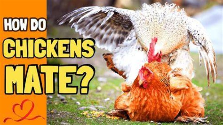 Can a chicken mate with a snake?