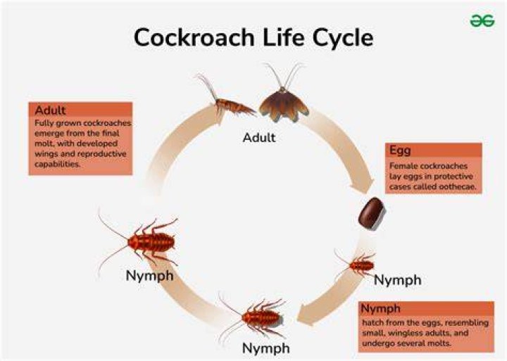 Can a cockroach live inside a human body?