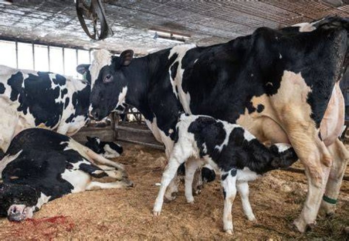 Can a cow be bred while nursing a calf?