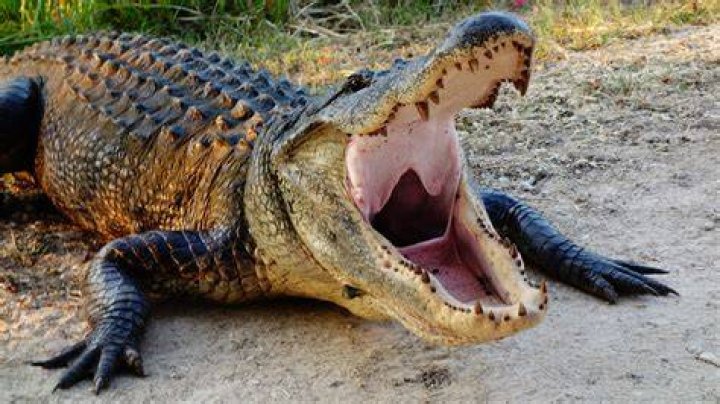 Can a human open an alligator's mouth?