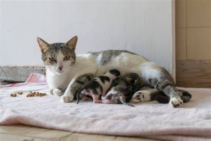 Can a male cat be around newborn kittens?