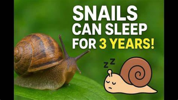 Can a snail sleep for 3 years?