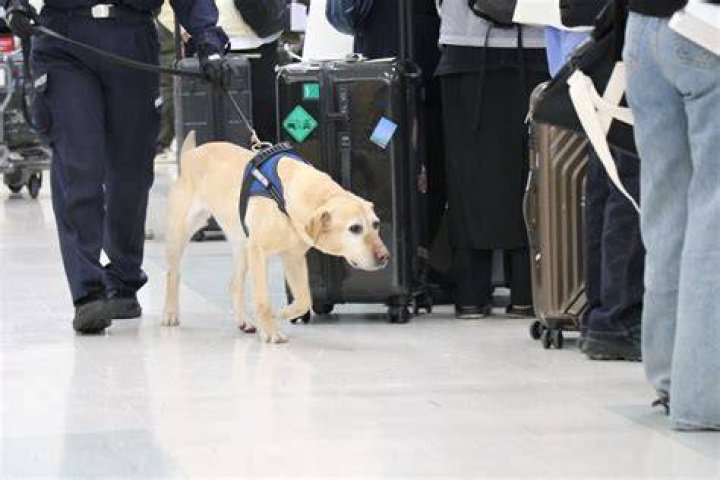 Can airport dogs smell Molly?
