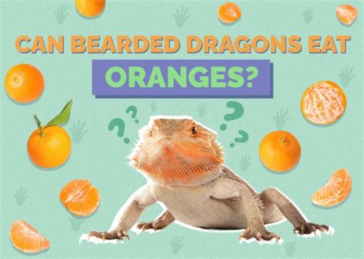 Can bearded dragons eat oranges?
