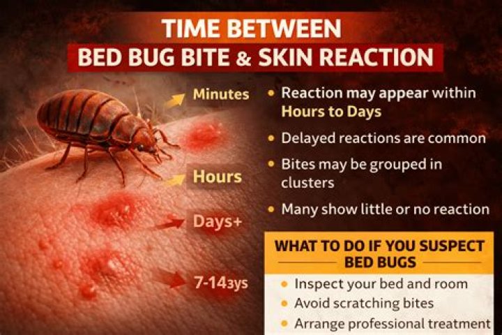 Can bed bugs randomly appear?