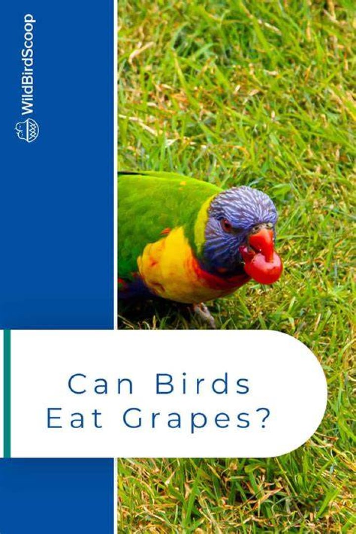 Can birds eat grapes?
