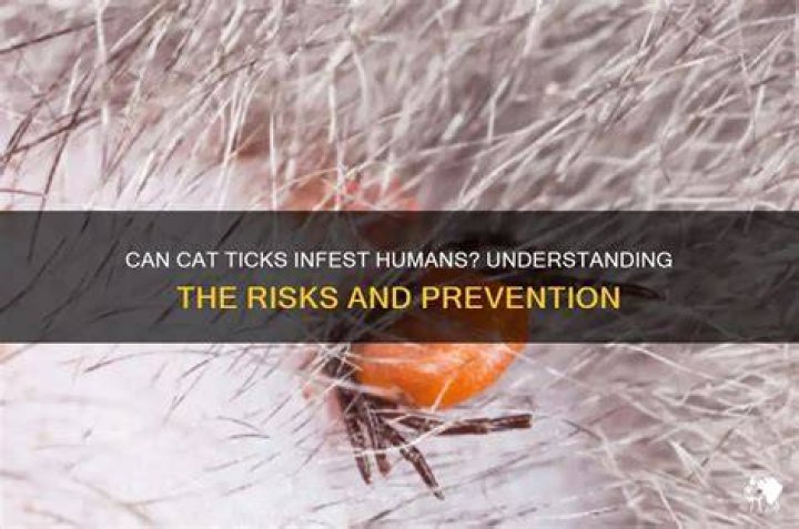 Can cat ticks live on humans?