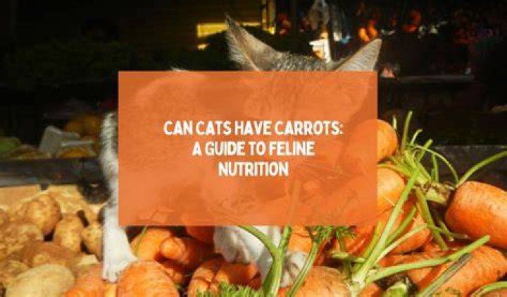Can cats have carrots?
