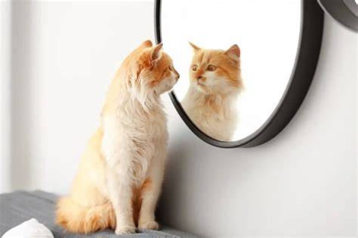 Can cats recognize themselves in a mirror?