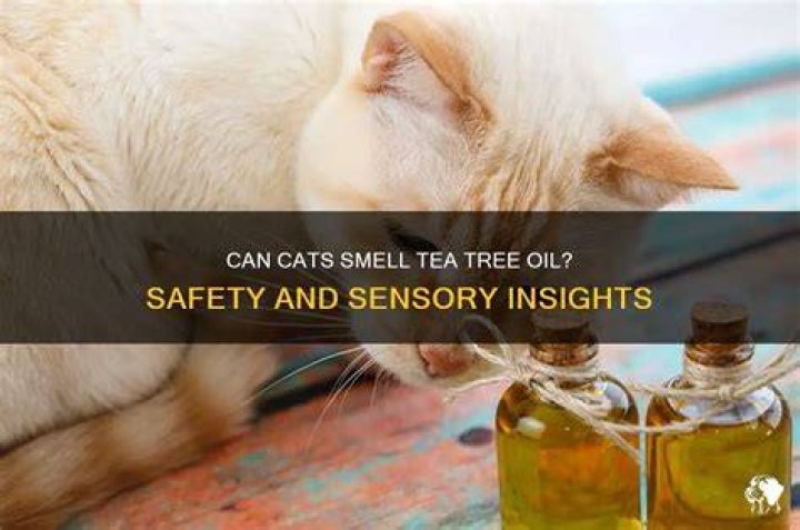 Can cats smell lemon essential oil?