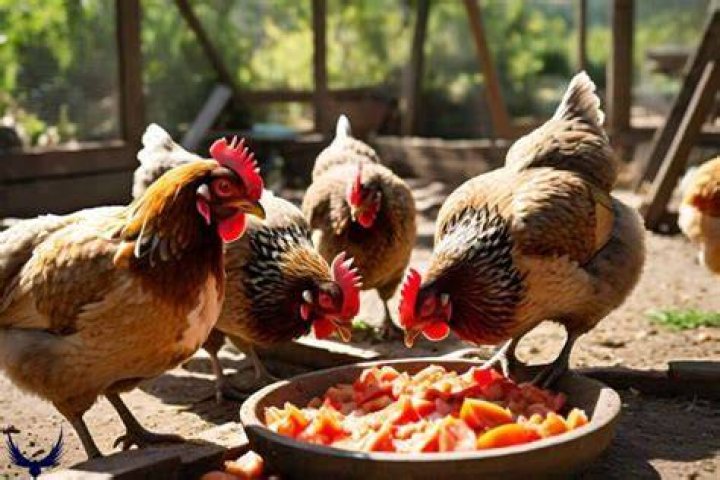 Can chickens have tomatoes?