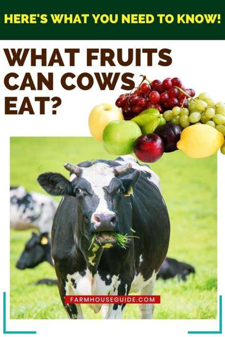 Can cows eat fruit?
