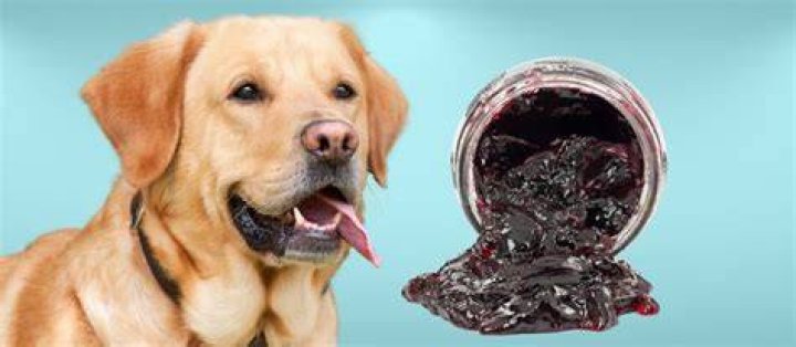 Can dogs eat jelly?