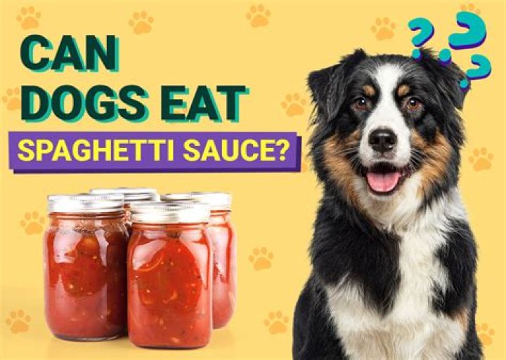 Can dogs eat spaghetti?