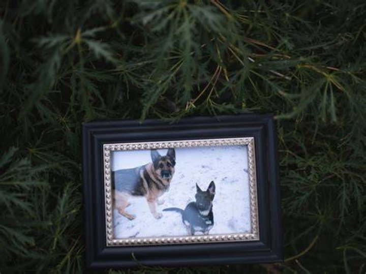 Can dogs predict death?