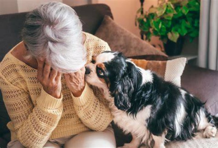 Can dogs sense chemotherapy?