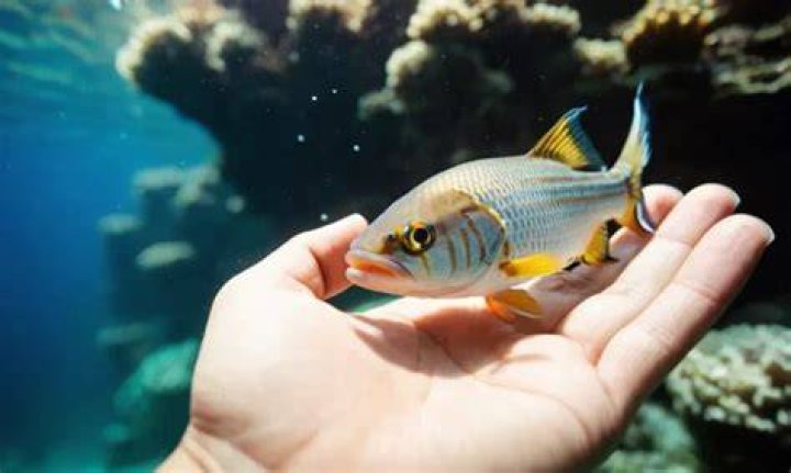 Can fish love their owners?