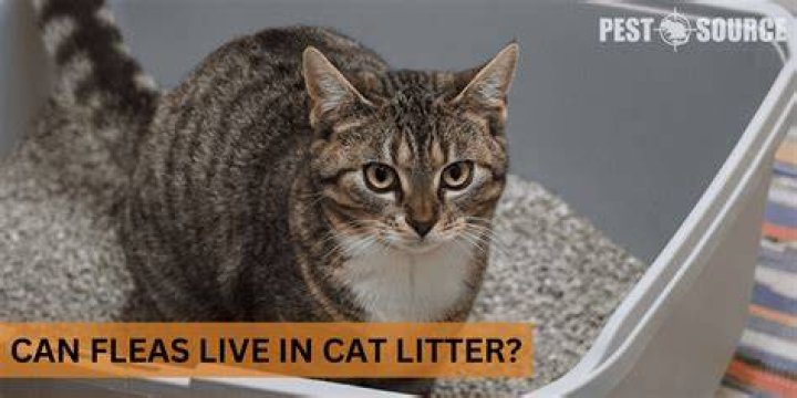 Can fleas live in cat litter?