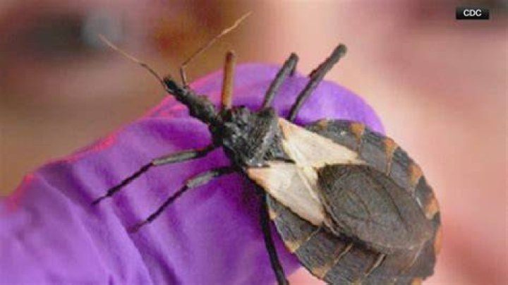 Can flour bugs make you sick?